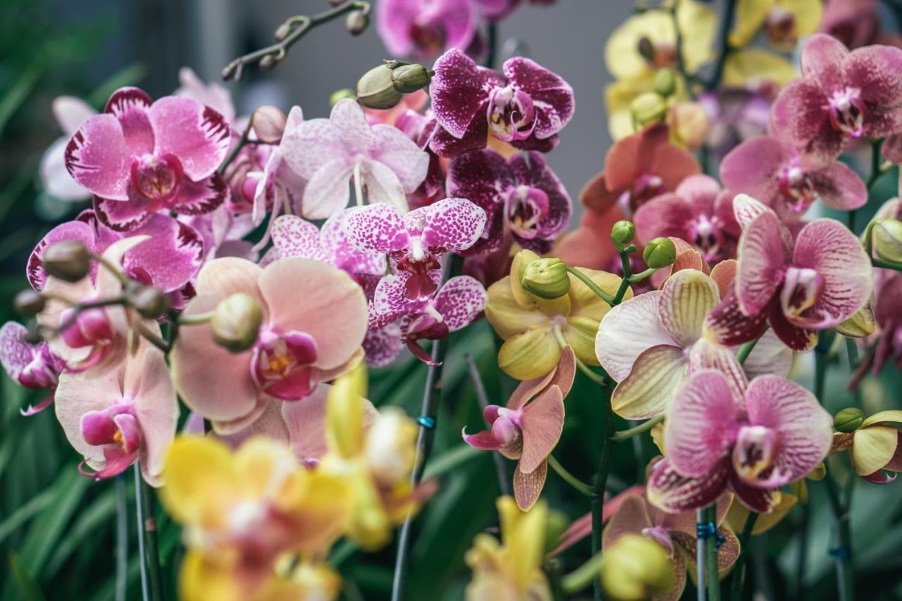 Villa Orchid Garden Riverside Χόι Αν Εξωτερικό φωτογραφία