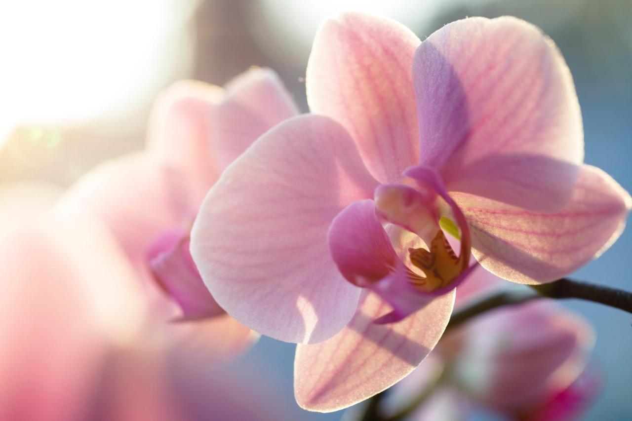 Villa Orchid Garden Riverside Χόι Αν Εξωτερικό φωτογραφία